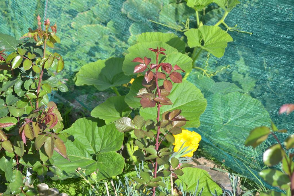 La Muntanya